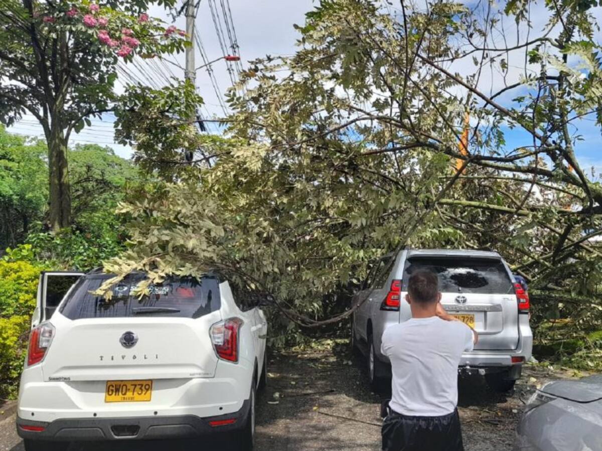 Un árbol cayó sobre varios carros en Ibagué