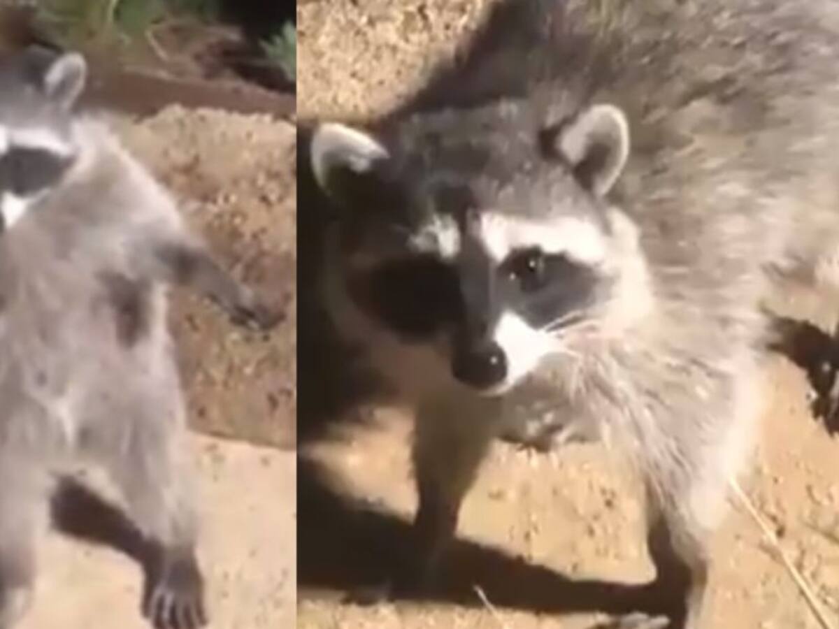 ¡Cómo estatuas! El gracioso video de mapaches que se viralizó en redes