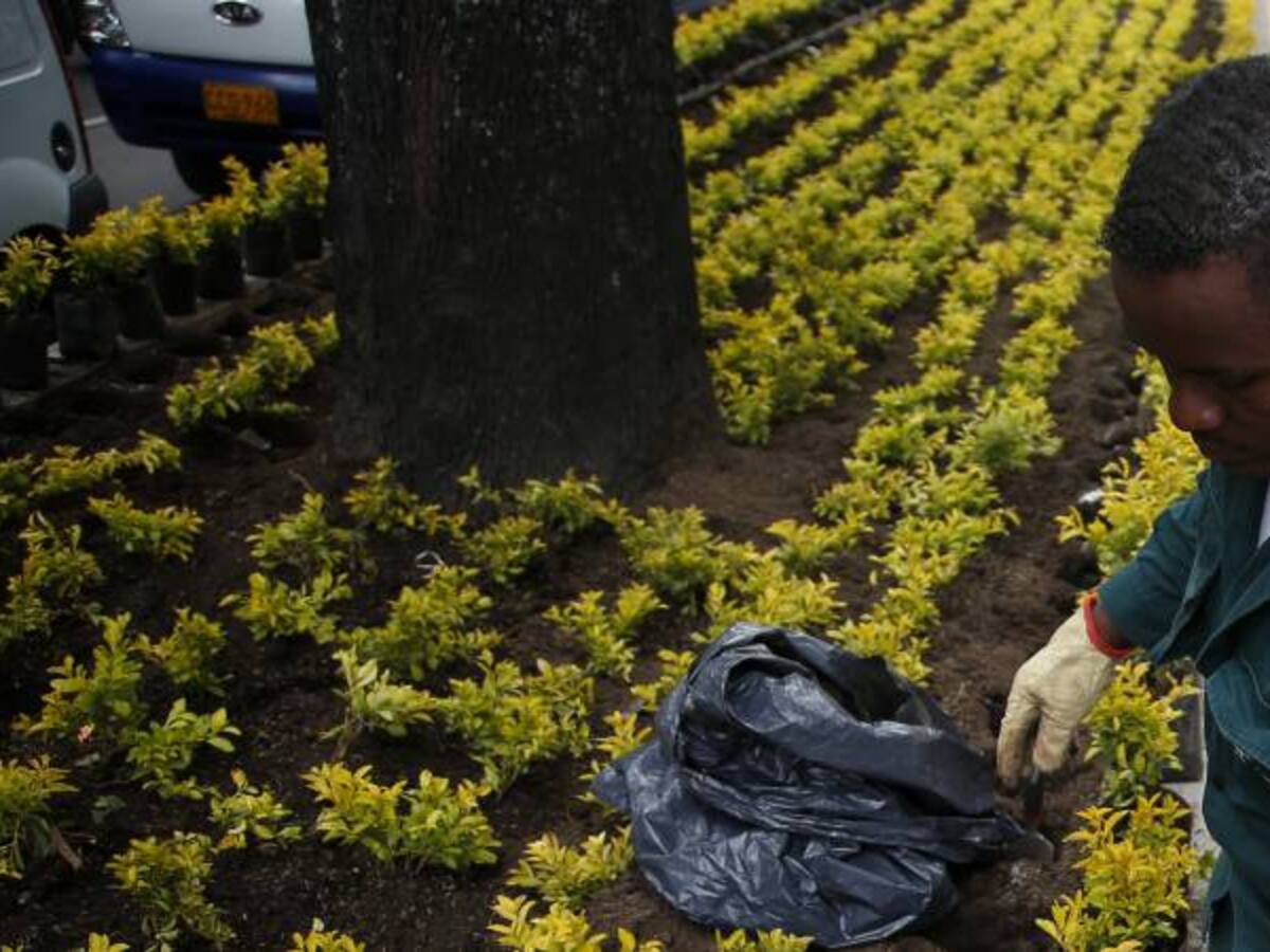 Jardín Botánico plantará 6.200 árboles en cerros orientales