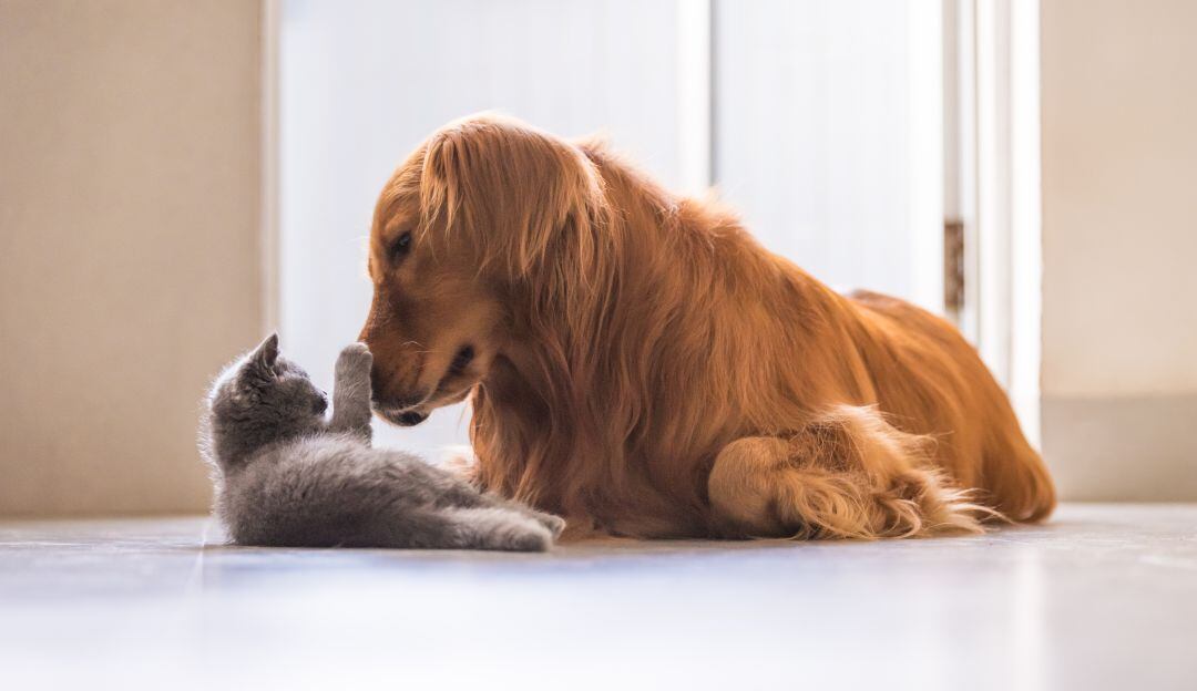 ¿Qué dice el horóscopo sobre su mascota?