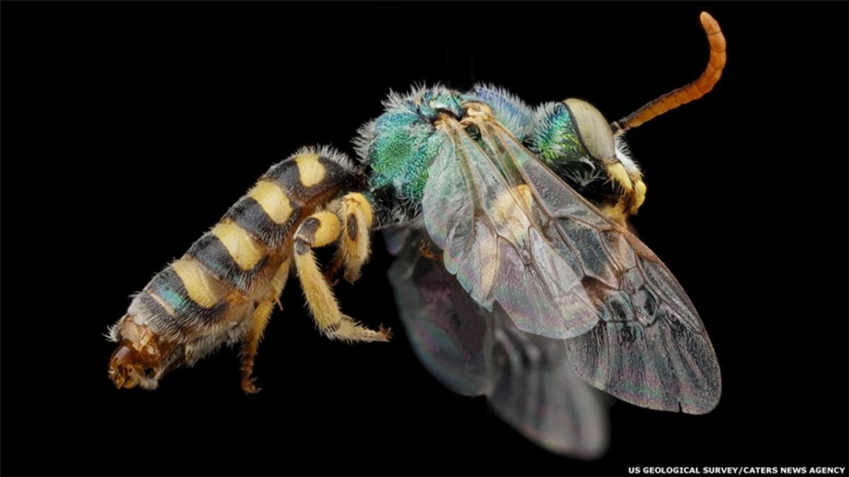 Hay más de 4.000 especies de abejas sólo en Norteamérica, y hasta 20.000 en todo el mundo. El Inventario y Laboratorio de Monitoreo de la Abeja (BIML, en sus siglas en inglés) ha pasado casi 10 años capturando y documentando detalladamente a estos insectos. (Osmia distincta)