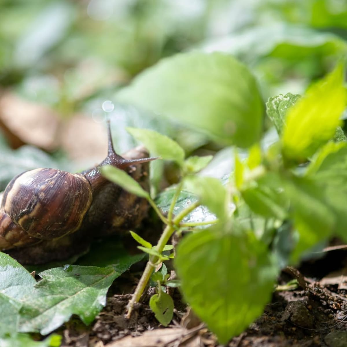 Área Metropolitana recolecta más de 700 kg de caracoles invasores en lo corrido del año