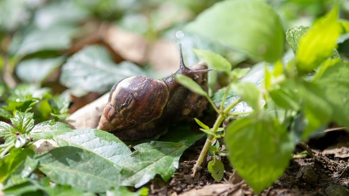 Área Metropolitana recolecta más de 700 kg de caracoles invasores en lo corrido del año