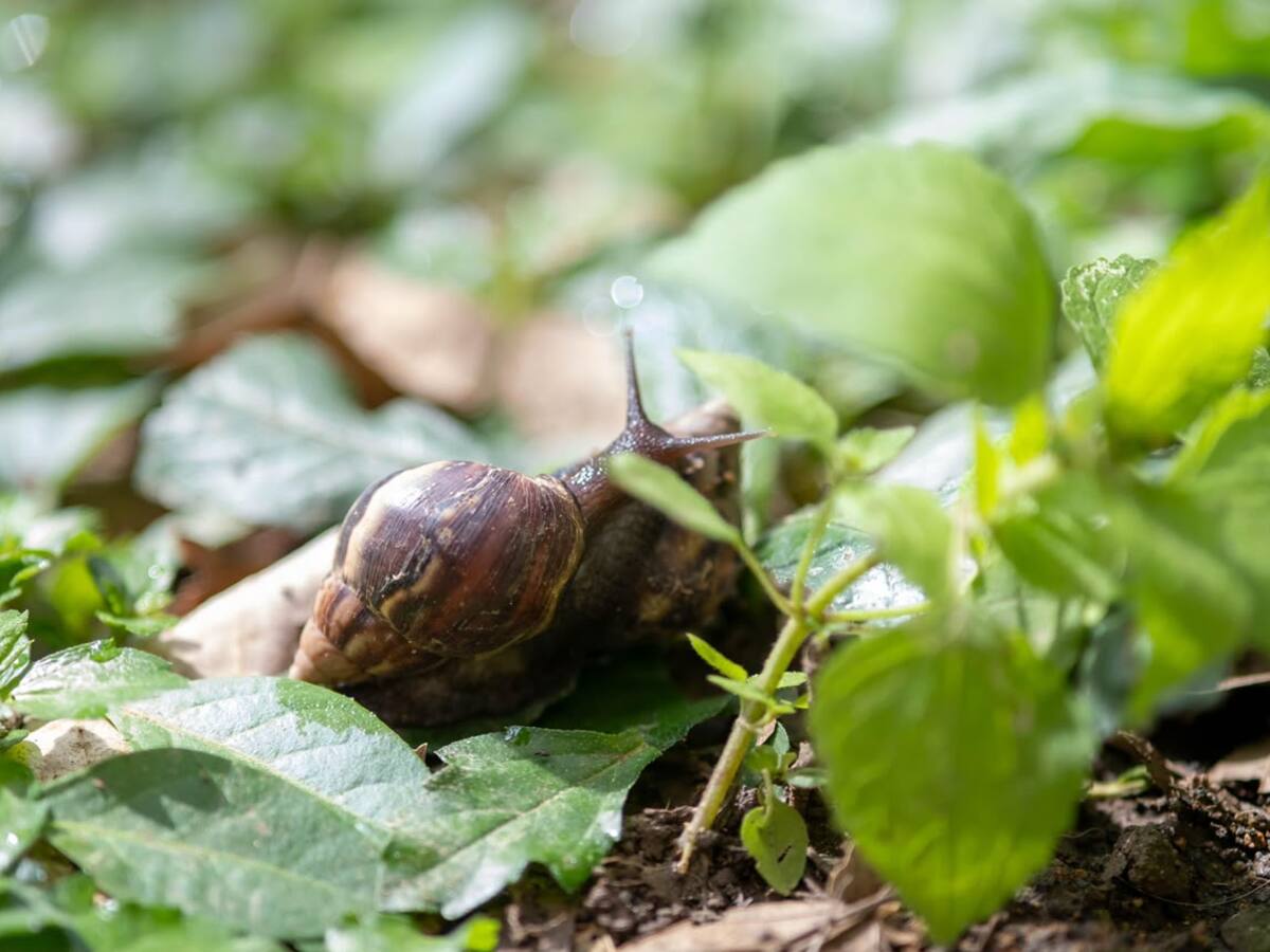 Área Metropolitana recolecta más de 700 kg de caracoles invasores en lo corrido del año