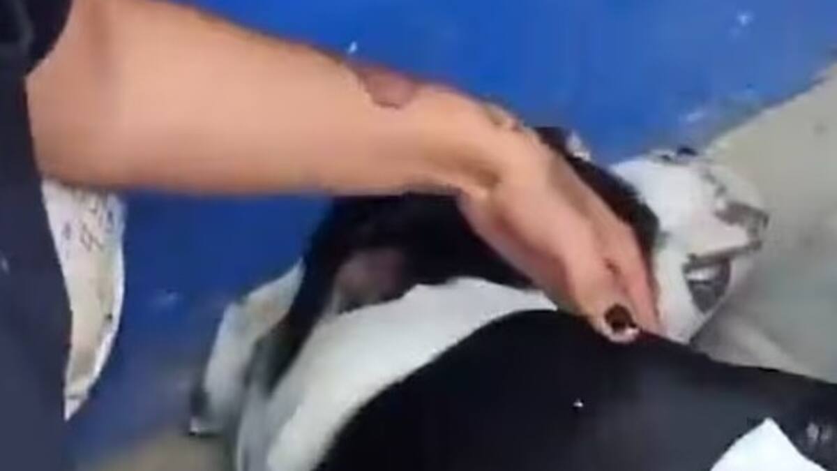Revelan que fue lo que pasó con el perro que recibió un disparo en Bosa