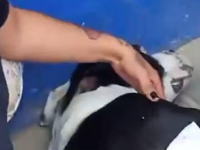 Revelan que fue lo que pasó con el perro que recibió un disparo en Bosa