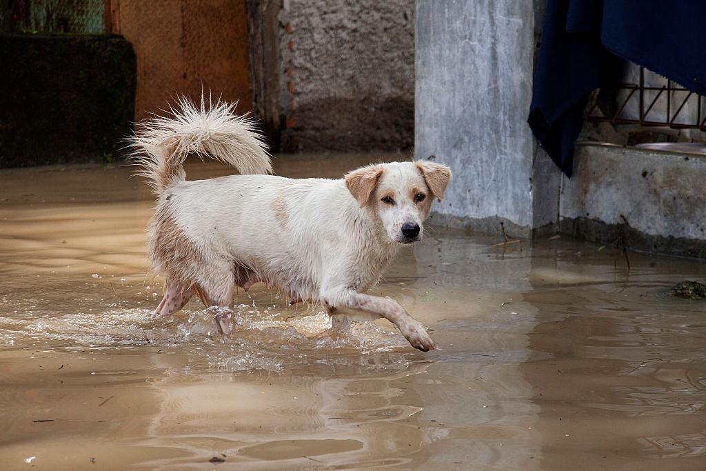 Perro dentro de una inundación. Foto: Getty Images.