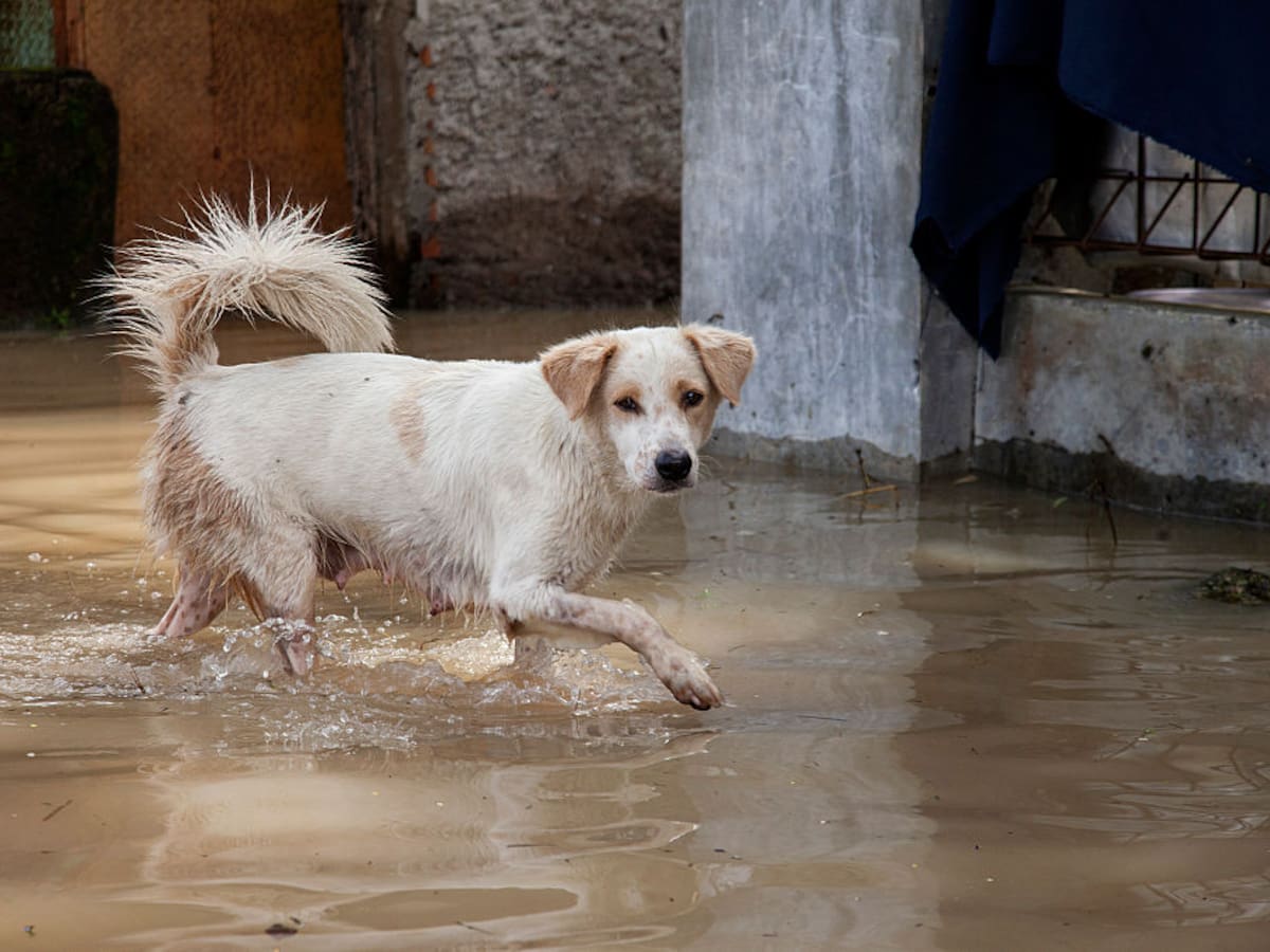 Así puede hacer donaciones en Bogotá para animales afectados por invierno en Córdoba: hay 4 puntos