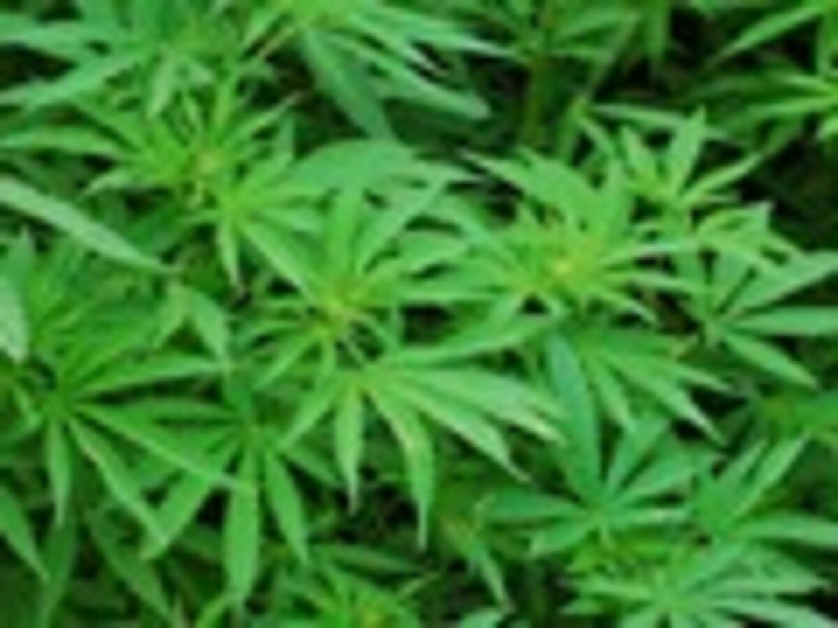 ¿Debería ser legal el uso de la marihuana recreativa?