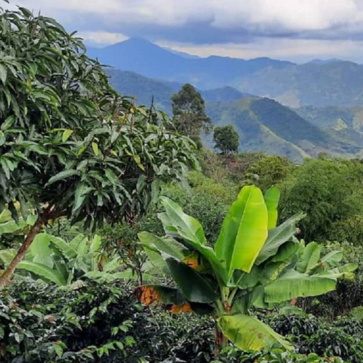 CVC denuncia amenazas a funcionarios en zona montañosa de Tuluá