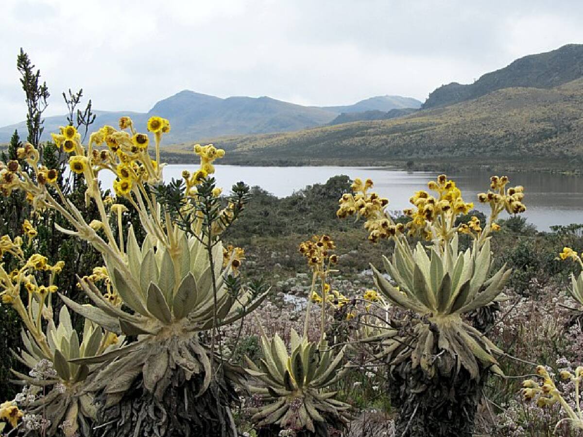 No a explotación minera en Páramo de Guargua y Laguna Verde: Procuraduría