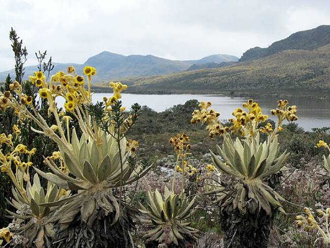 Páramo de Guargua / Fotio: Colparques