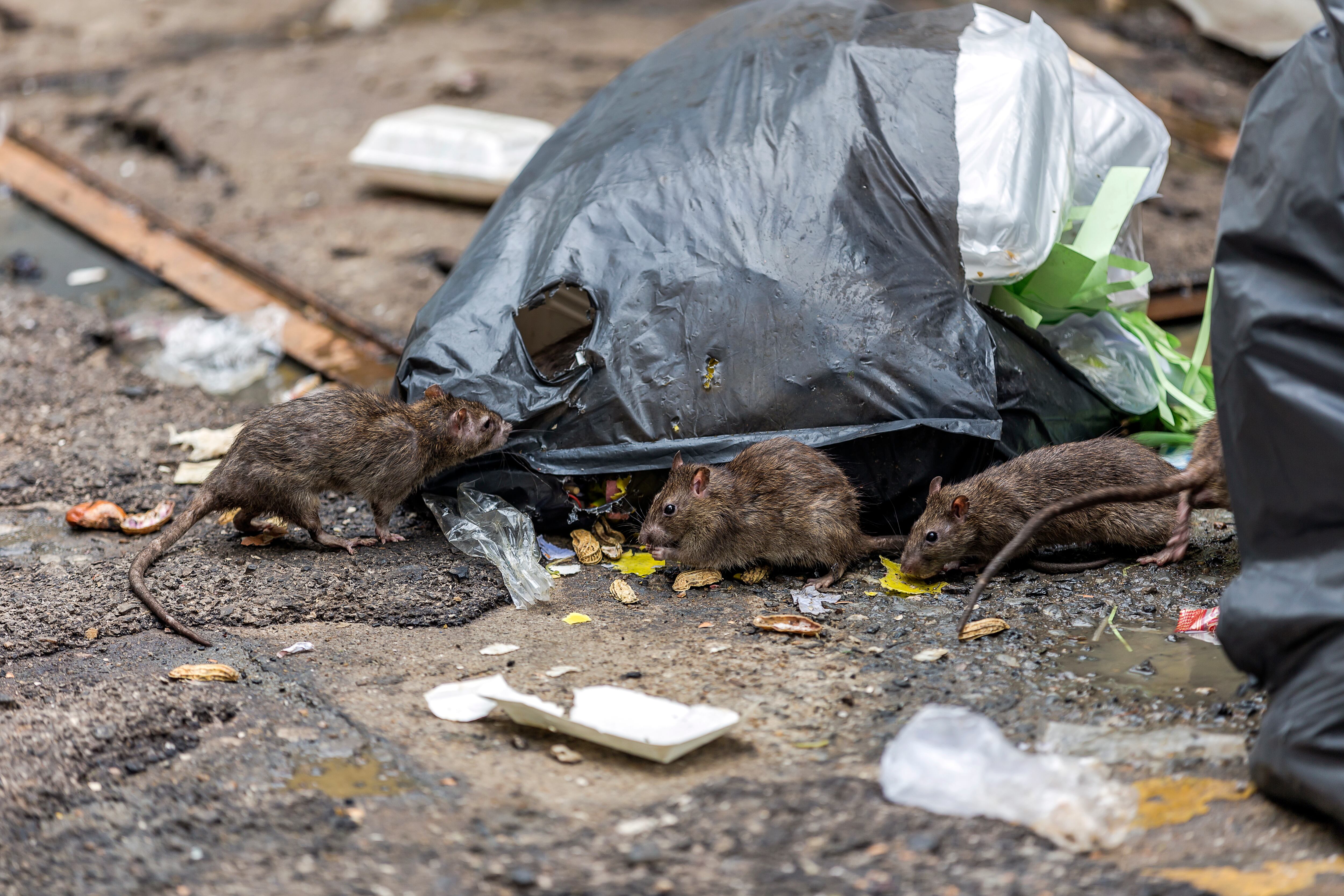 Denuncian incremento de plaga de ratas en Bogotá. Foto referencia: Getty Images