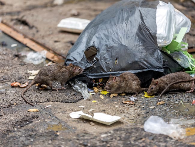 Denuncian incremento de plaga de ratas en Bogotá. Foto referencia: Getty Images