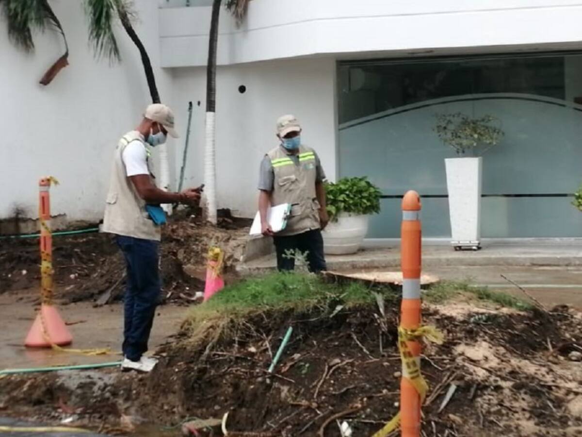 Investigación contra un hotel en Cartagena por cortes de palmeras