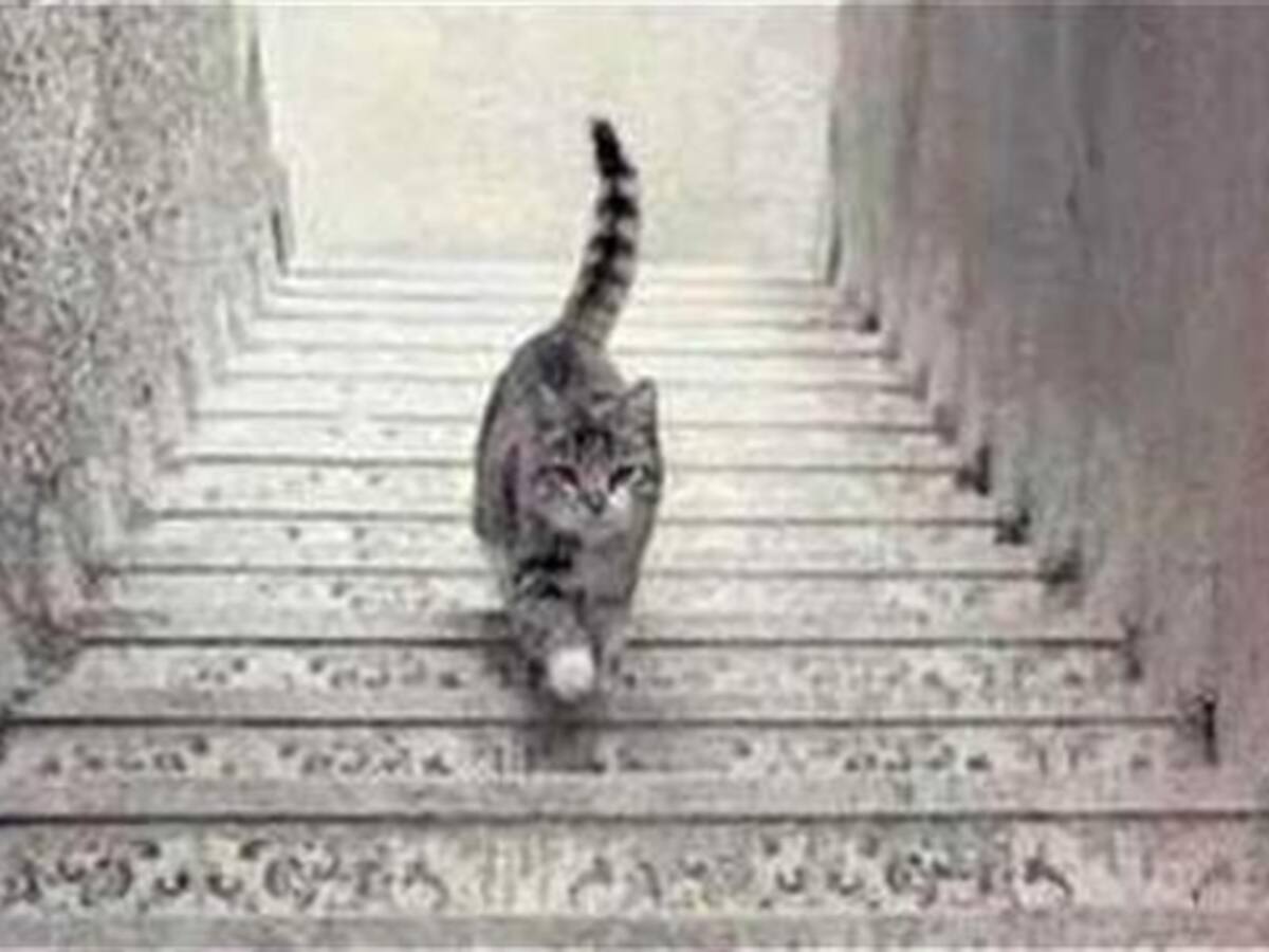 ¿El gato sube o baja las escaleras?, la nueva duda tuitera