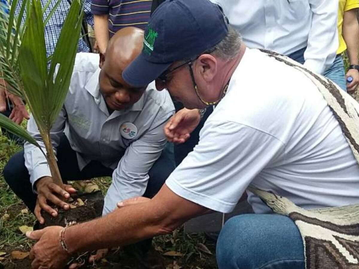 MinAmbiente inicia ruta de la Palma de Cera para salvar esta especie