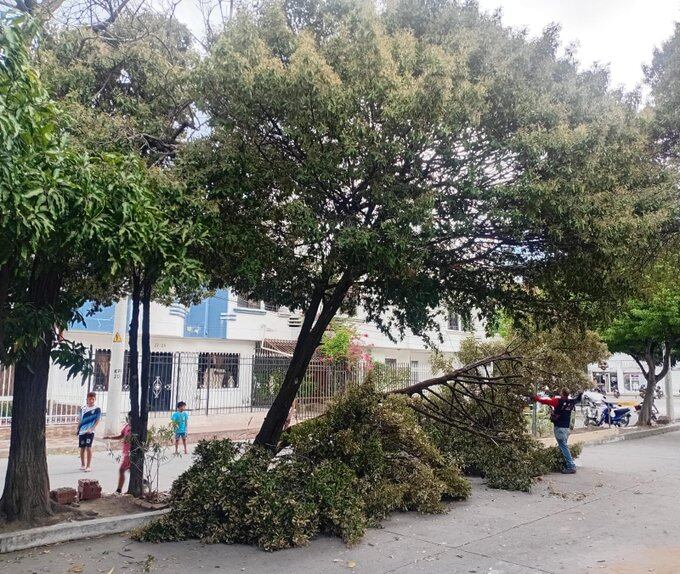 Fuertes vientos dejan árbol caído en Santa Marta mientras el Ideam prevé lluvias/ Leidy Hanna.