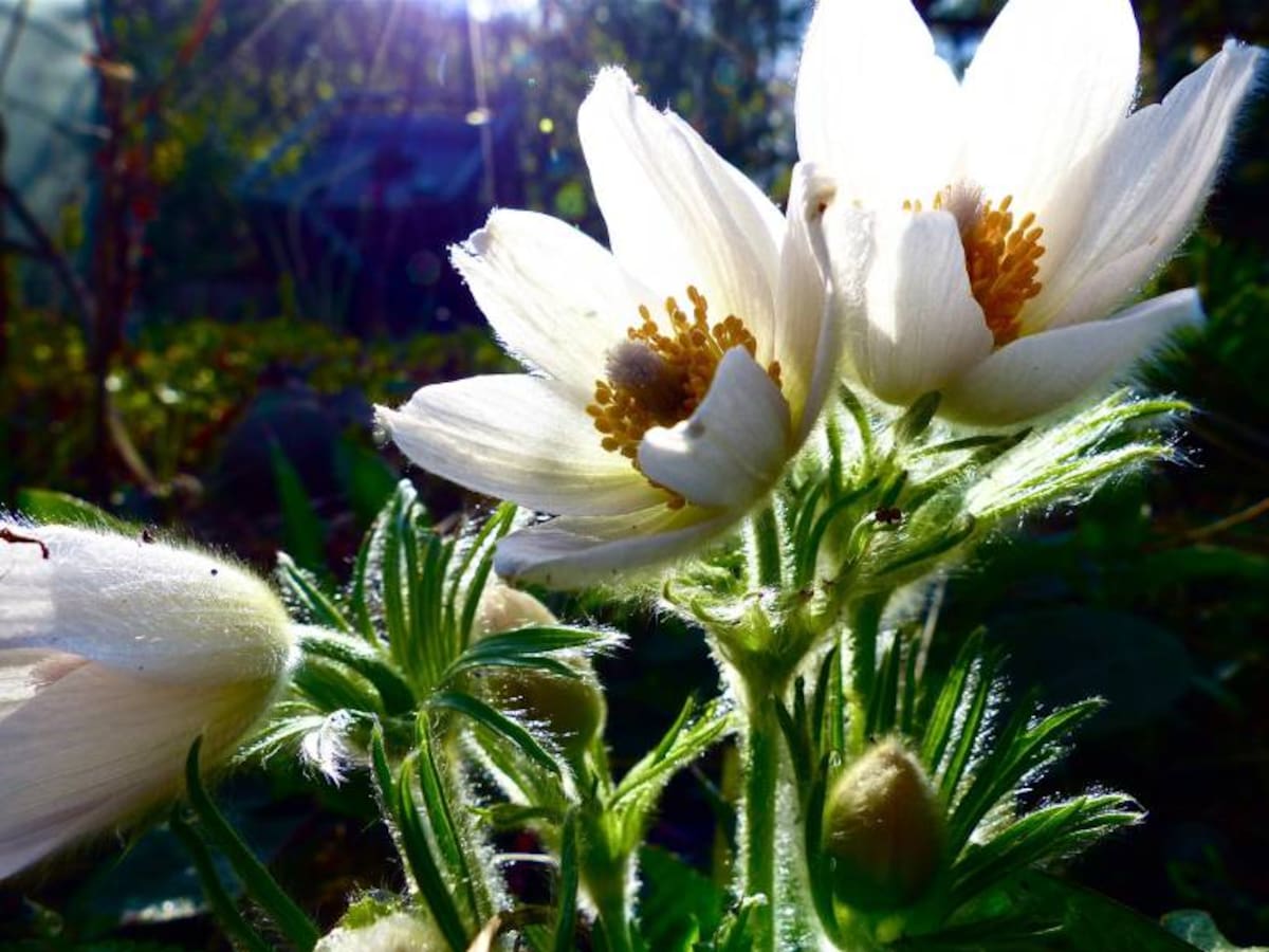 Naturopatía, conjunto de terapias integrativas que permiten tener mejor salud