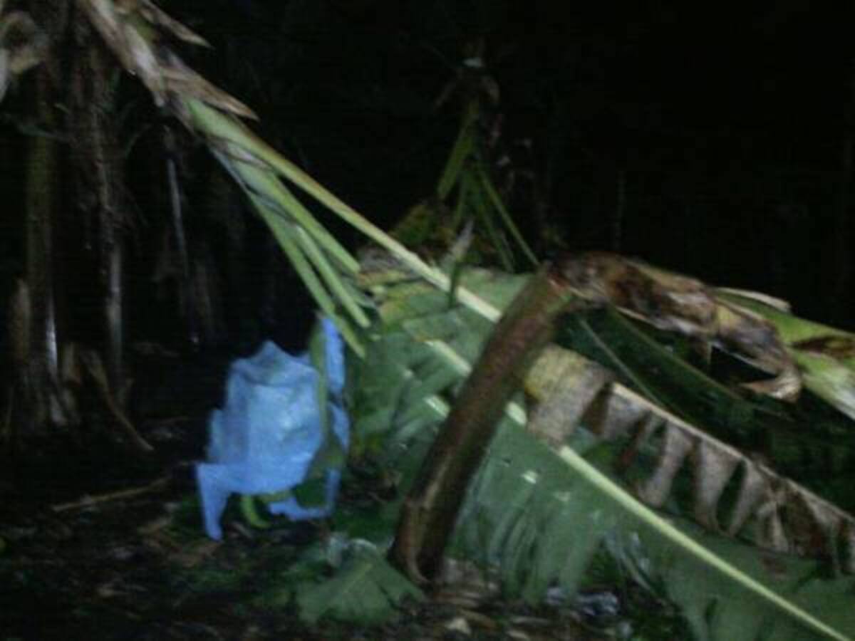 Árboles y redes eléctricas caídas es el saldo del aguacero de ayer en Quindío