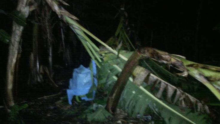 Árboles y redes eléctricas caídas es el saldo del aguacero de ayer en Quindío