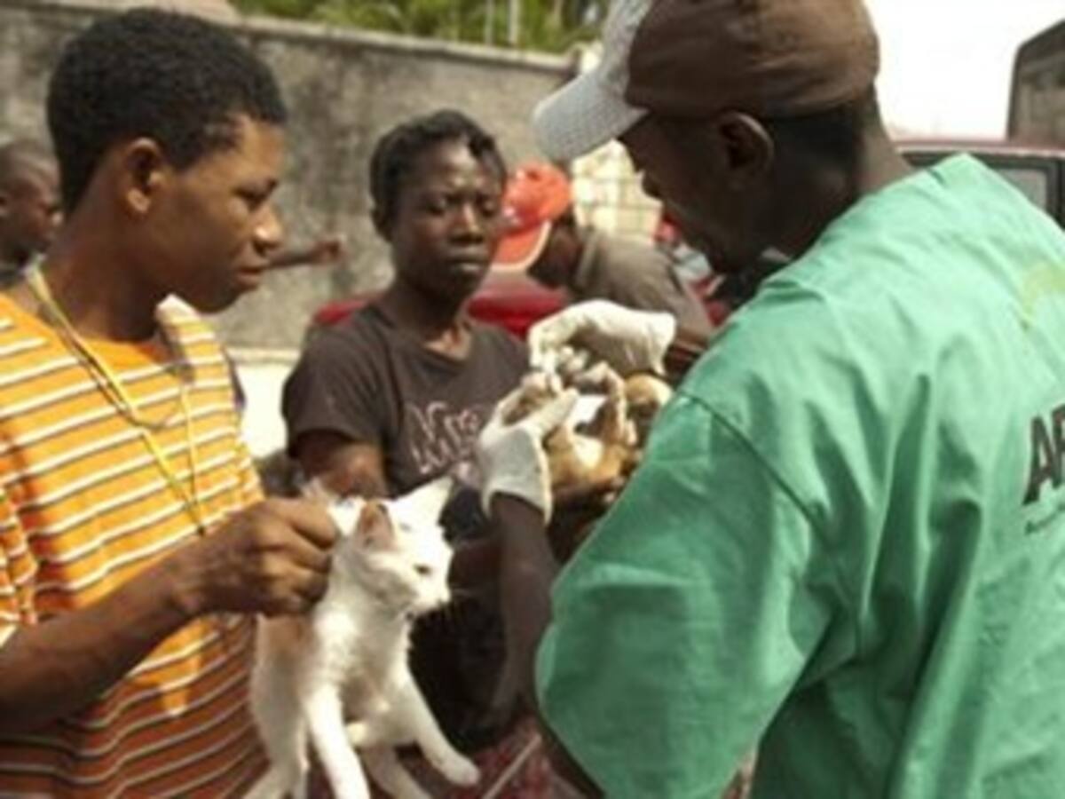 Los animales de Haití, un año después del terremoto
