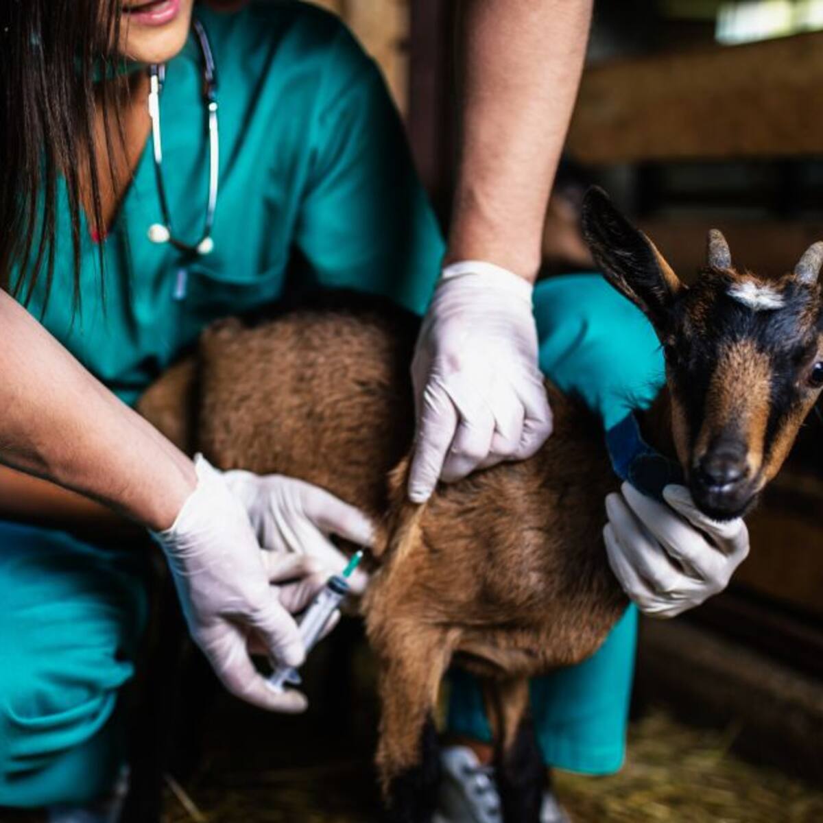 Ovejas y cabras, estos son los cuidados más adecuados