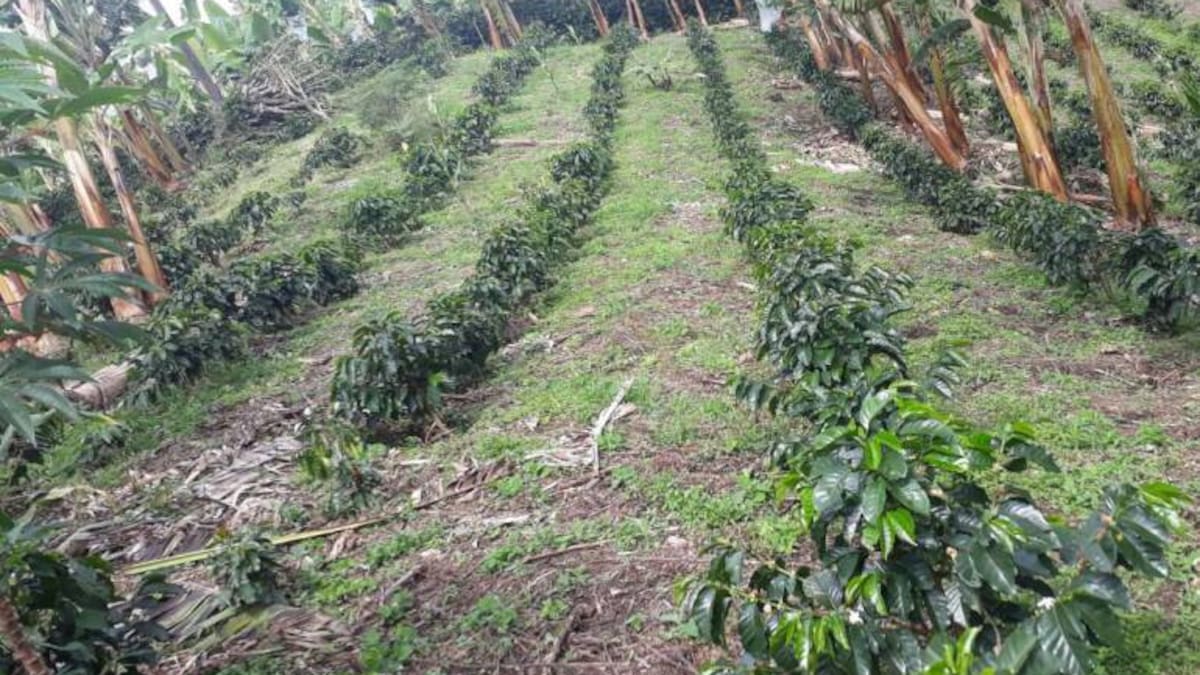 Preocupación en Quindío por reducción de hectáreas de café sembradas
