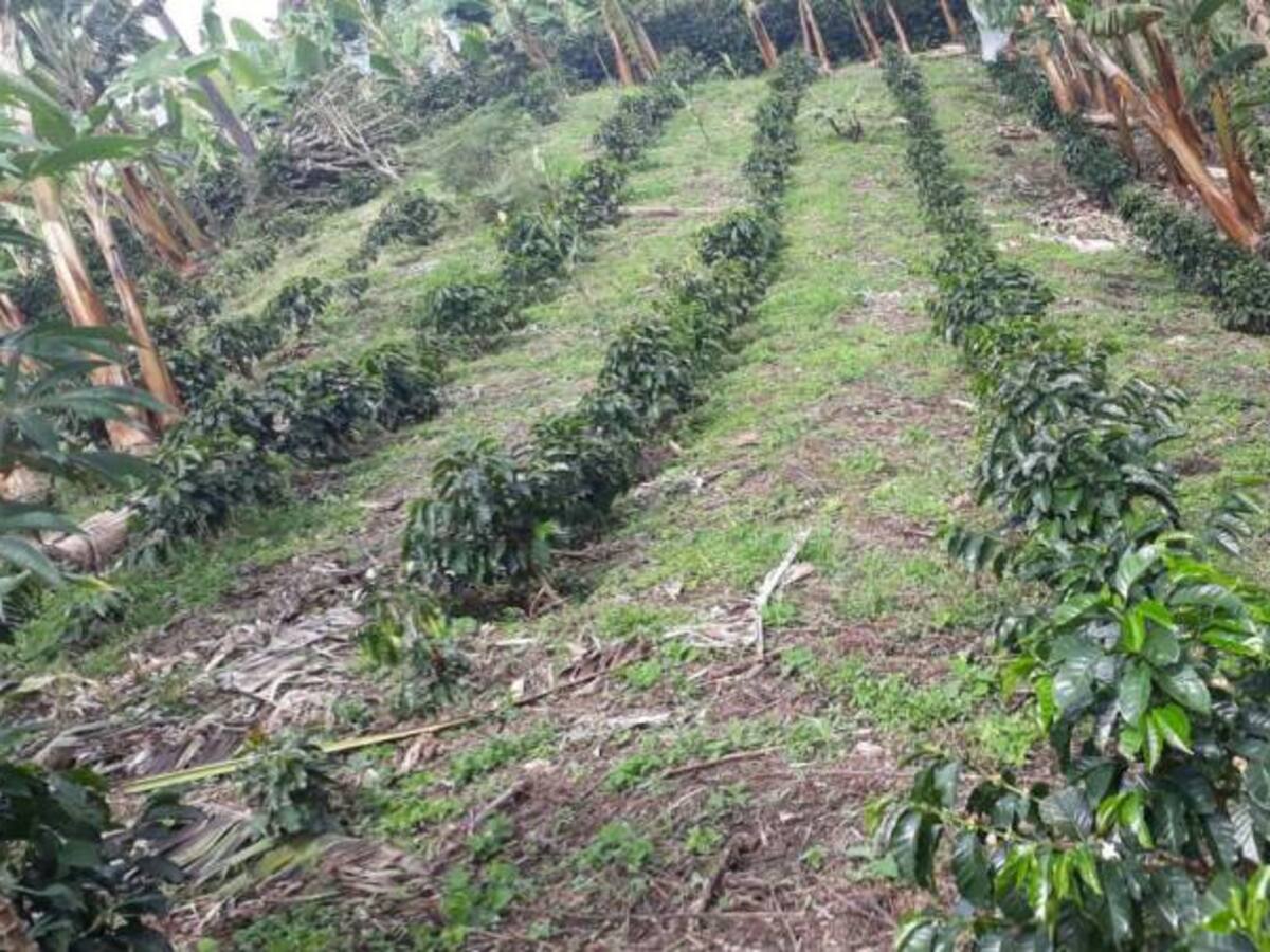 Preocupación en Quindío por reducción de hectáreas de café sembradas