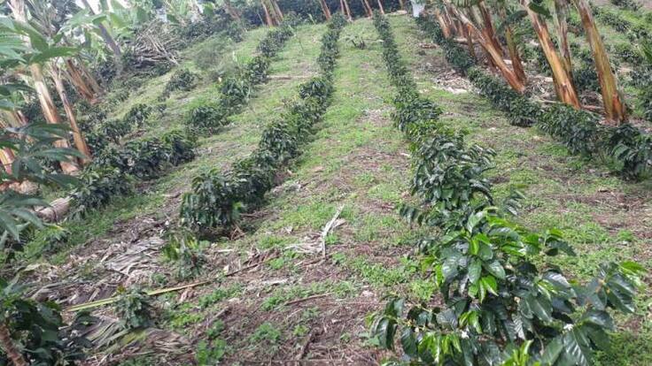 Preocupación en Quindío por reducción de hectáreas de café sembradas