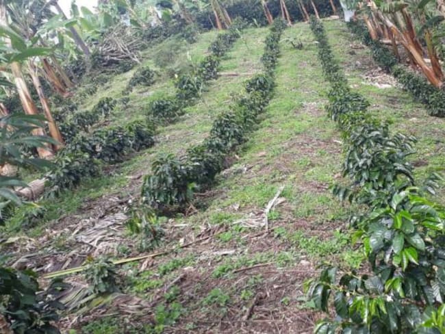 Preocupación en Quindío por reducción de hectáreas de café sembradas