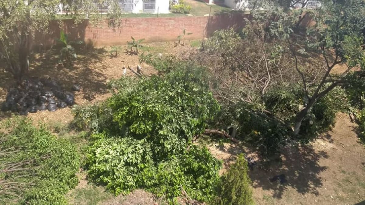 Tala de árboles e invasiones el dolor de cabeza de Brisas de los Álamos