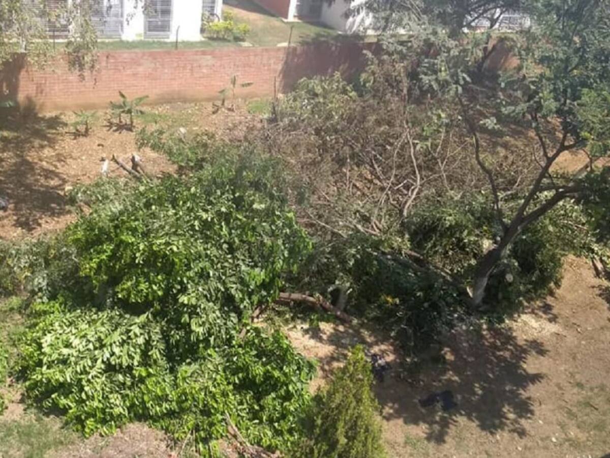 Tala de árboles e invasiones el dolor de cabeza de Brisas de los Álamos