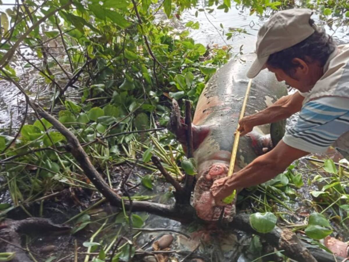 Preocupación por muerte de Manatí