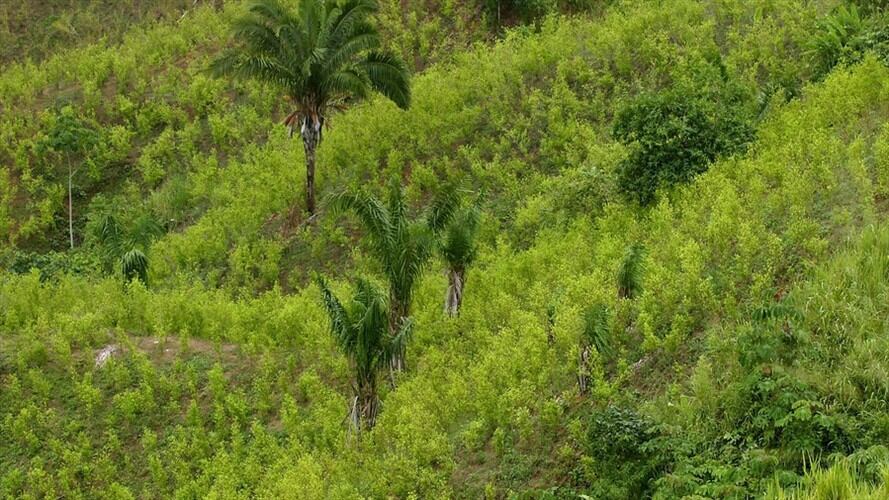 Autorizan drones con glifosato para fumigación terrestre a cultivos ilícitos. Foto: Colprensa