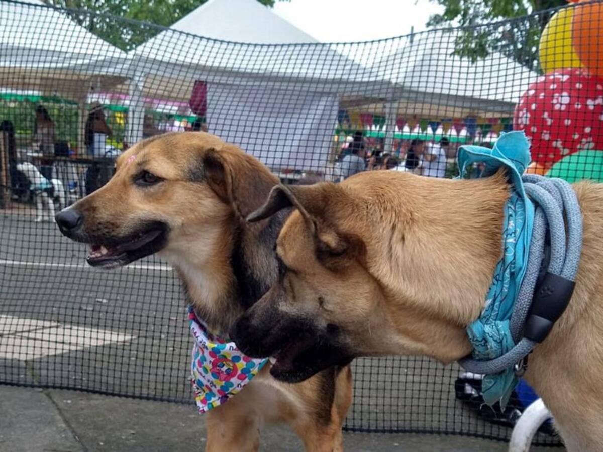 “Adopta un amigo”, jornada de adopción de perros en Barcelona, Quindío