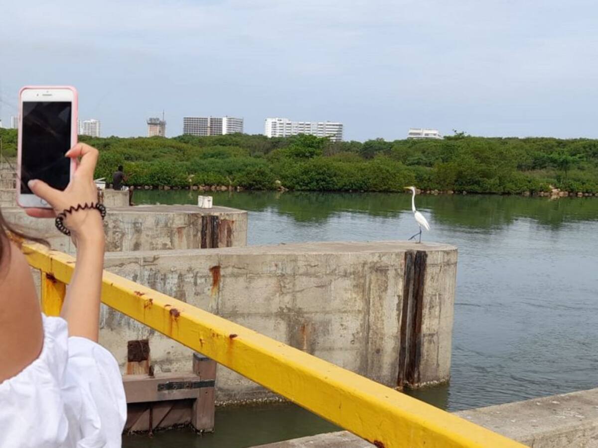 EPA Cartagena lanzó estrategia para avistamiento de aves migratorias