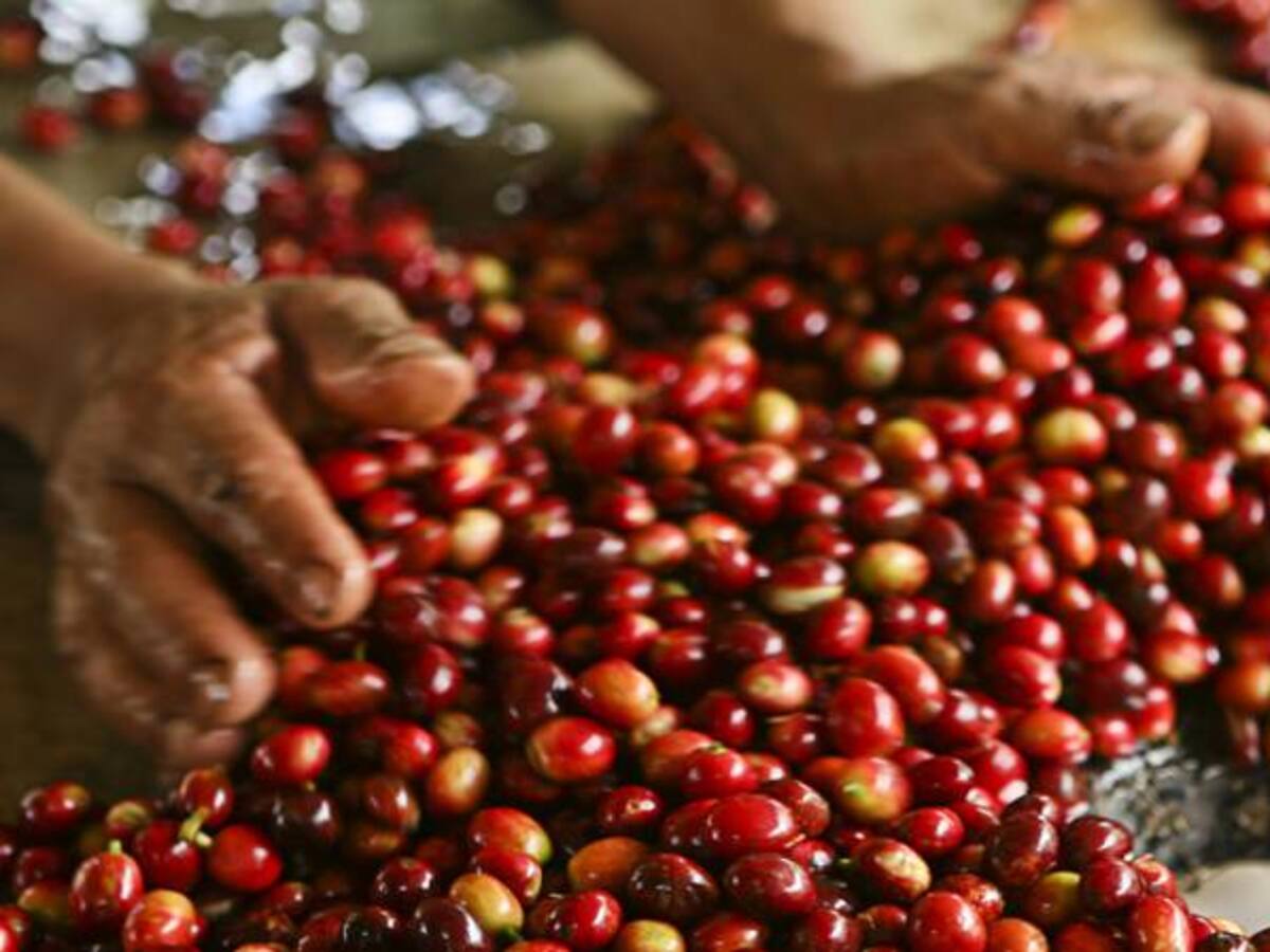 Gobierno autorizó la exportación del café más liviano o pasilla