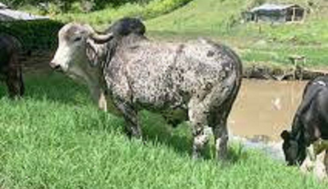 El flujo de animales para el sacrificio de ovinos y porcinos ha sido positivo en esta región del País.