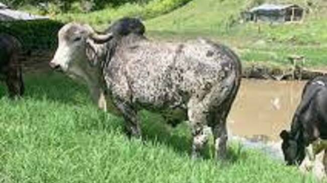 El flujo de animales para el sacrificio de ovinos y porcinos ha sido positivo en esta región del País.