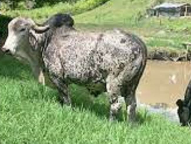 El flujo de animales para el sacrificio de ovinos y porcinos ha sido positivo en esta región del País.