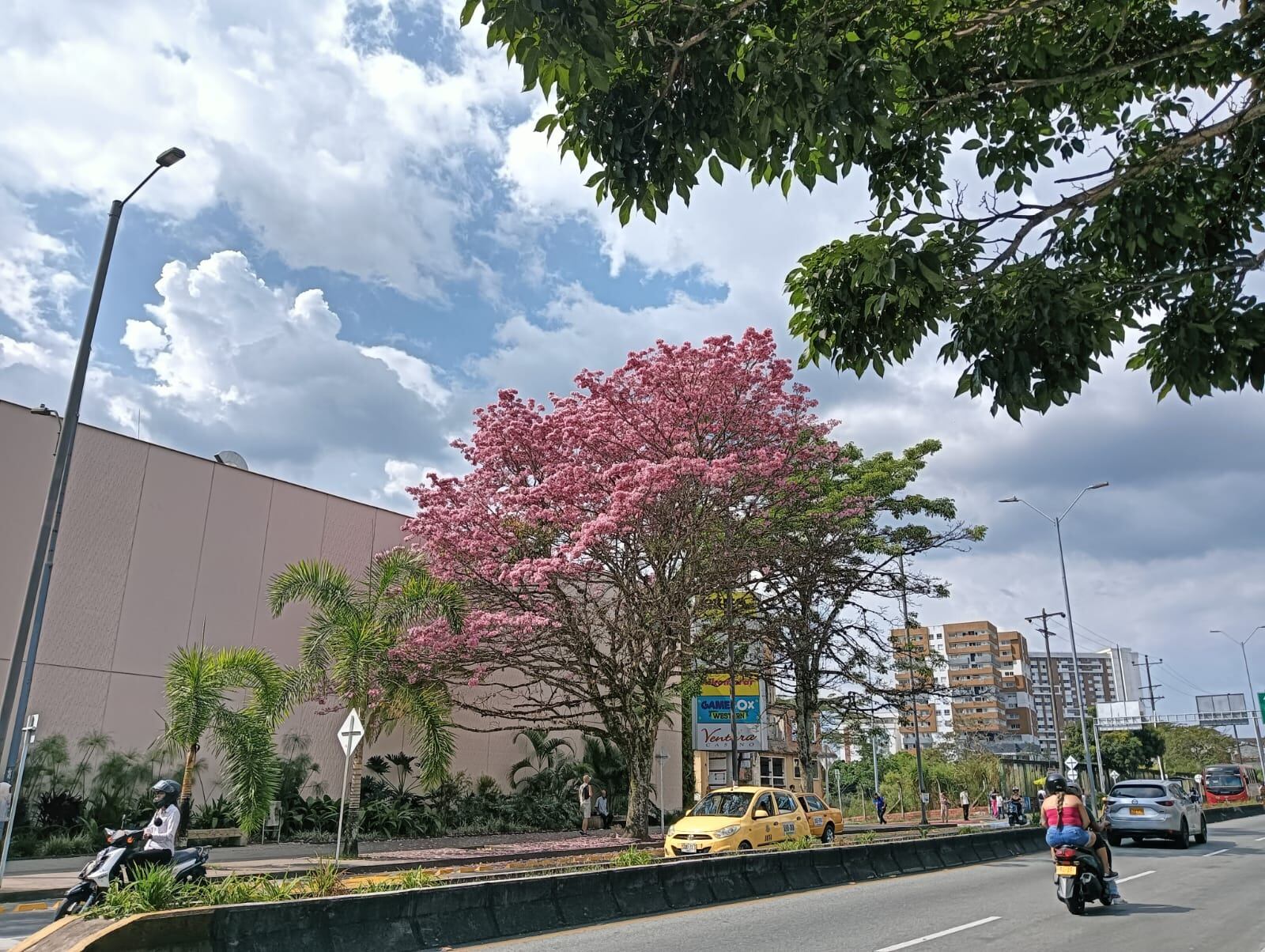 Los guayacanes florecidos en la avenida Bolívar entre el Centro Comercial Unicentro y la Universidad La Gran Colombia en Armenia. Foto: Adrián Trejos
