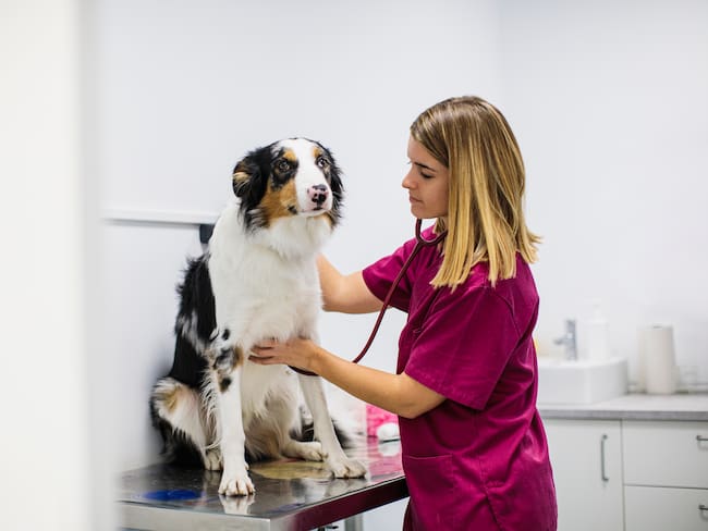 Medicina veterinaria/Gettyimagenes