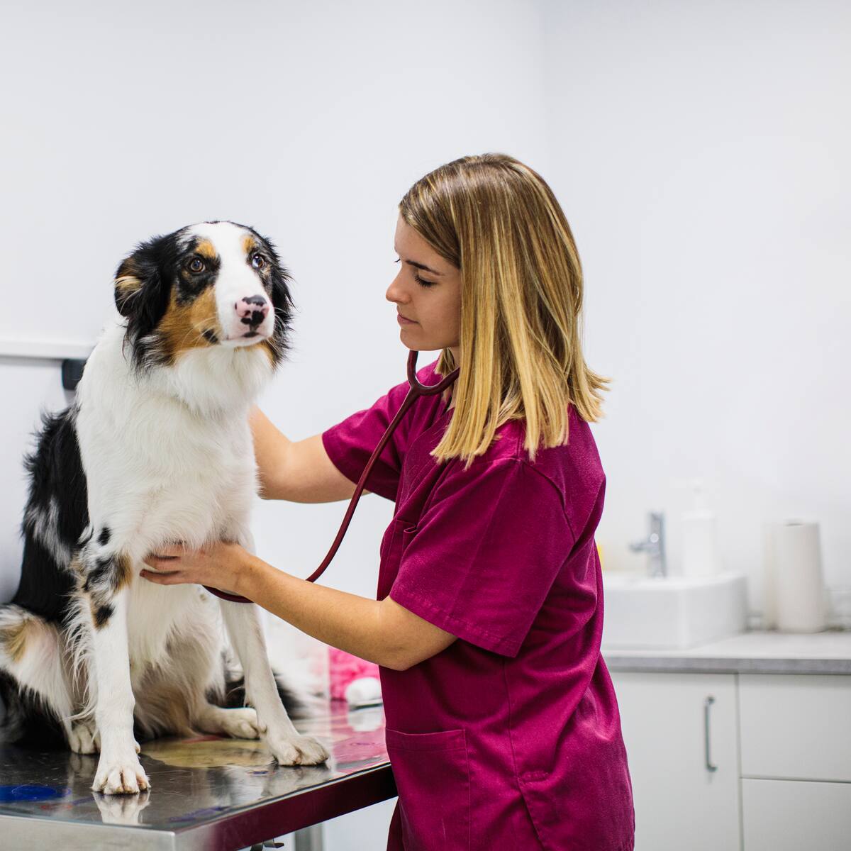 Científicos desarrollan vacuna innovadora contra el cáncer en perros con alta tasa de éxito