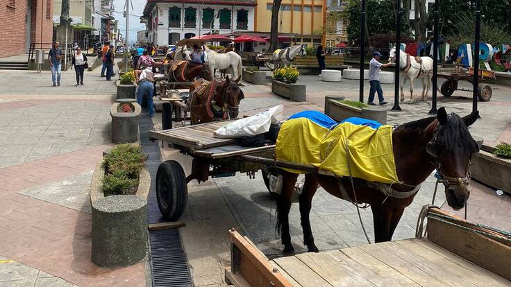 “Aún hay aproximadamente 6.300 animales que halan carretas en el país”: Andrea Padilla