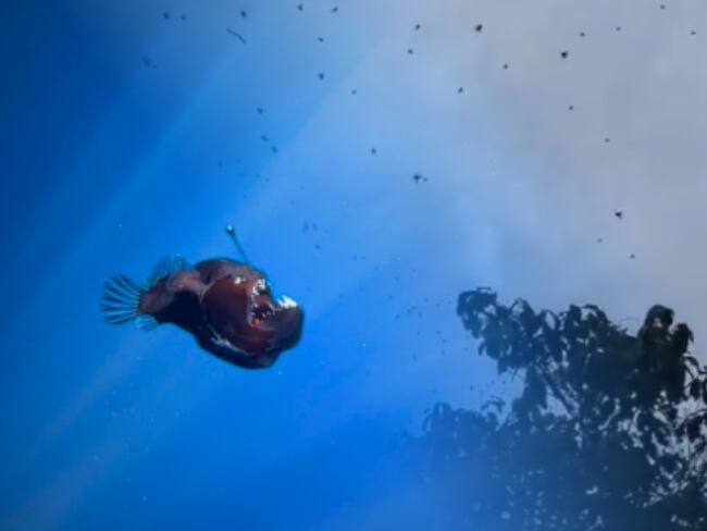 Pez diablo en la superficie y lluvia de arañas: Extraños fenómenos que desconciertan al mundo