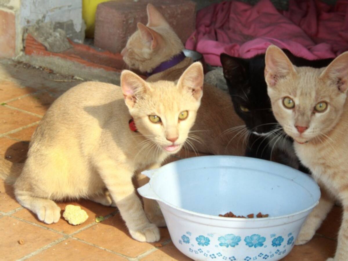 En Bogotá habrá jornada de adopción para 135 perros y 40 gatos que buscan hogar