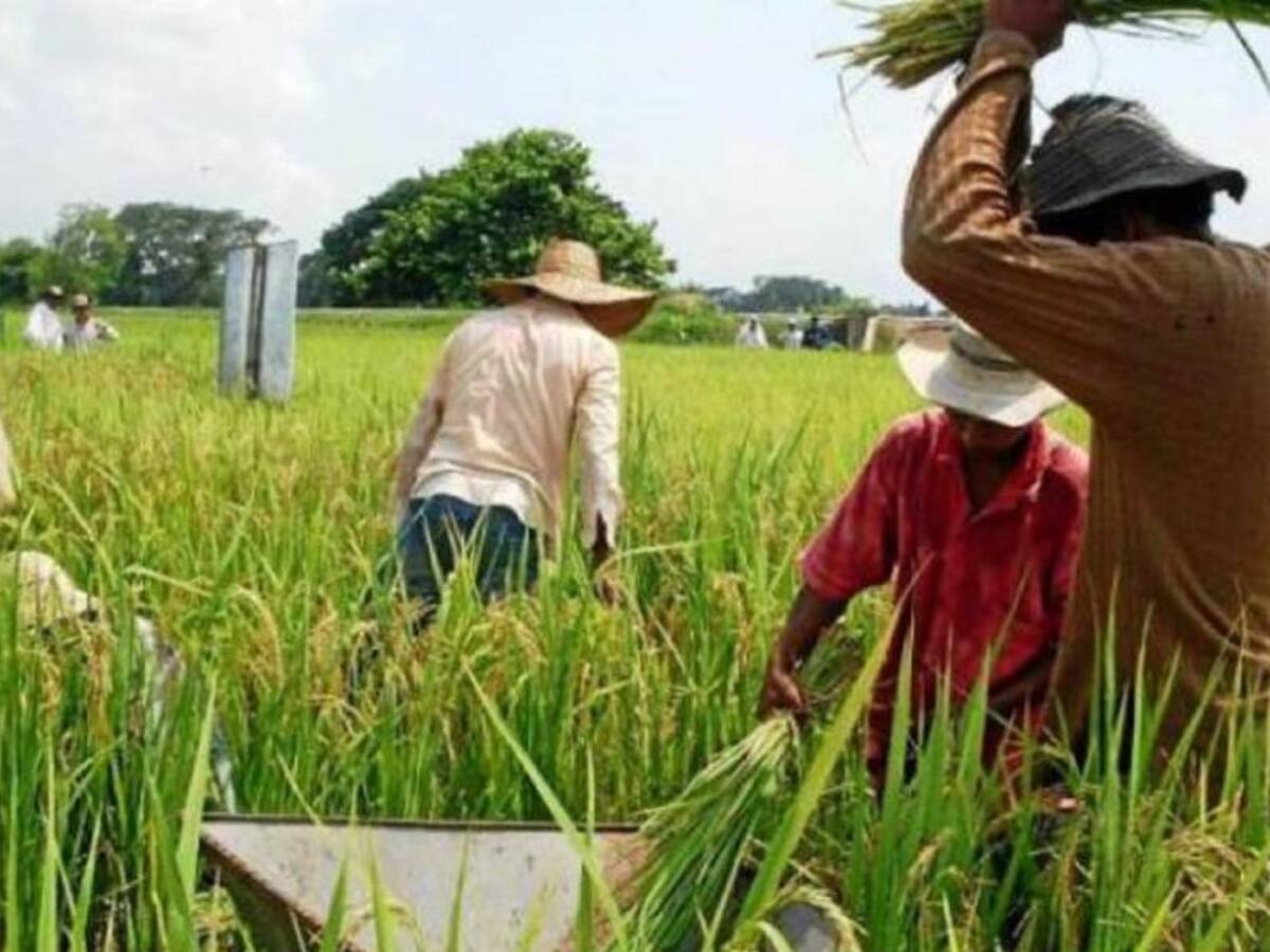 Arroceros del Tolima emprenden movilizaciones