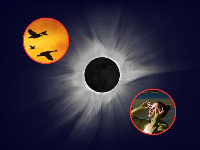 Eclipse solar total y de fondo unas aves y una mujer observando con gafas de seguridad para eclipses (Fotos vía Getty Images)
