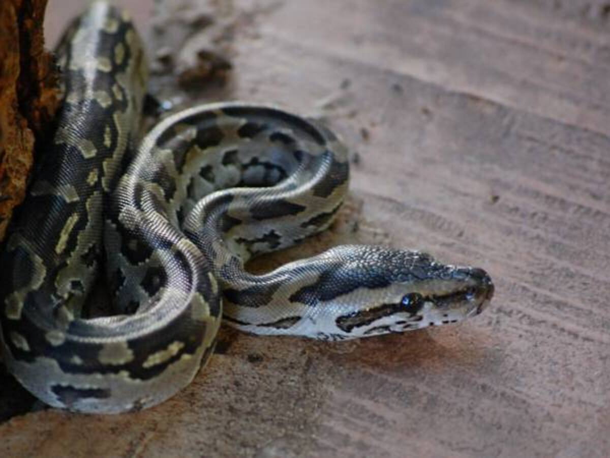 Hombre es atacado por una serpiente que se encontraba en el inodoro de su baño